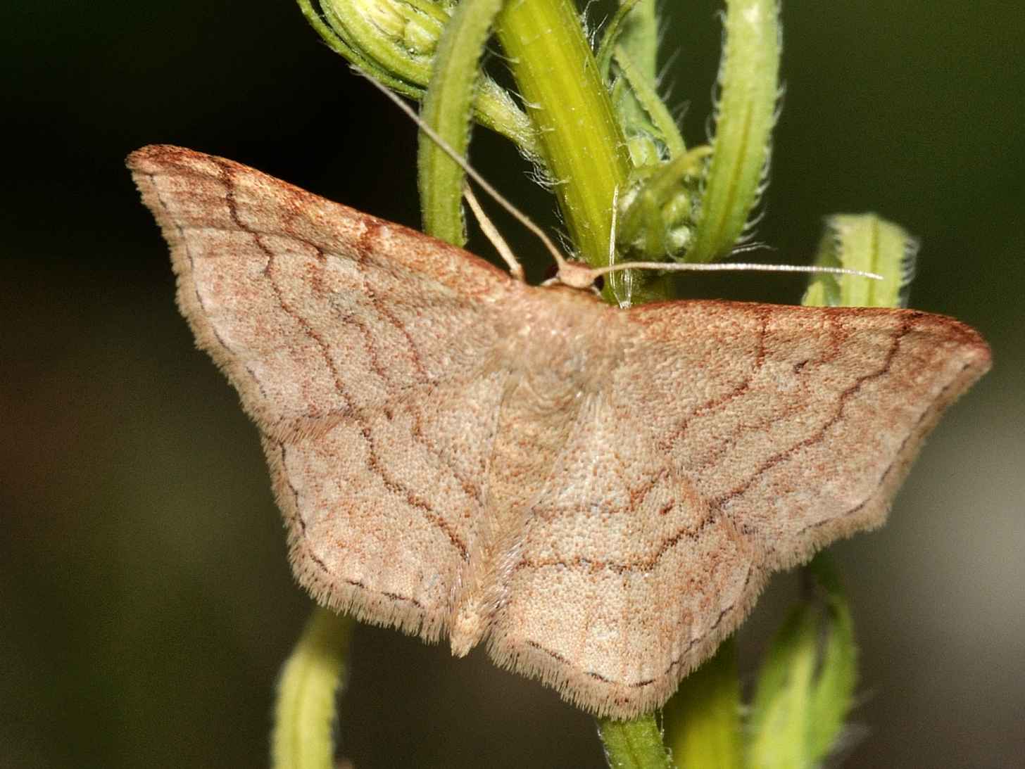 Geometridae - Idaea sp.?